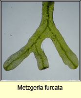 Metzgeria furcata, Forked veilwort