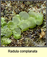 Radula complanata, Even Scalewort