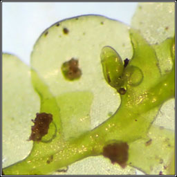 Radula complanata, Even Scalewort