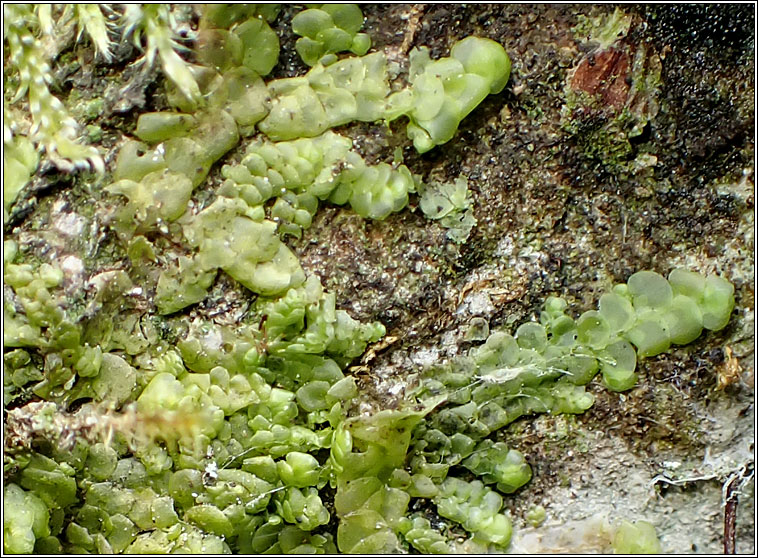 Radula complanata, Even Scalewort