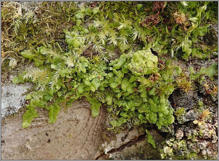 Radula complanata, Even Scalewort