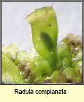 Radula complanata, Even Scalewort