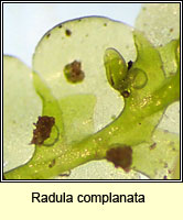 Radula complanata, Even Scalewort