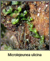 Microlejeunea ulicina, Fairy Beads