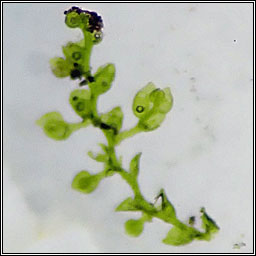 Microlejeunea ulicina, Fairy Beads