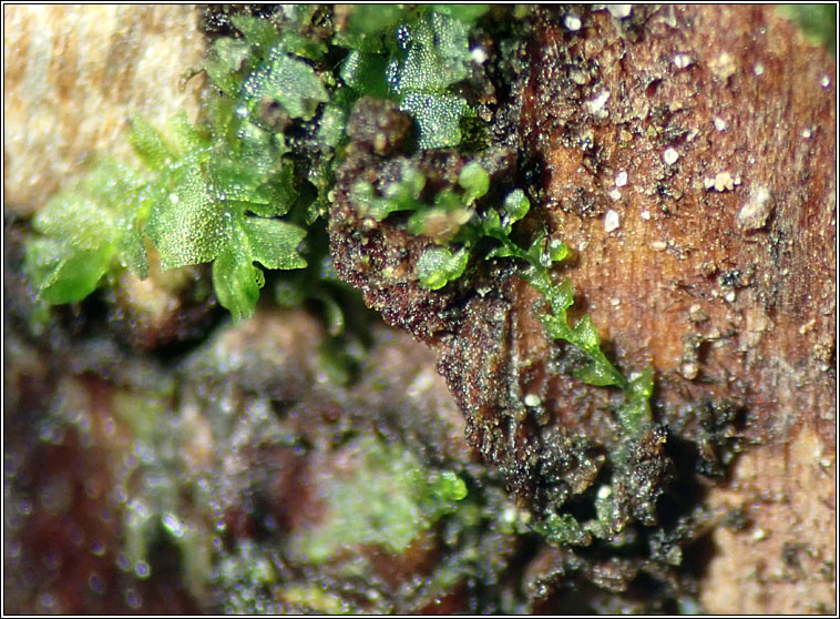 Microlejeunea ulicina, Fairy Beads