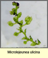 Microlejeunea ulicina, Fairy Beads