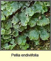 Pellia endiviifolia, Endive Pellia