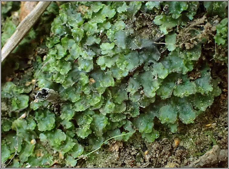 Pellia endiviifolia, Endive Pellia