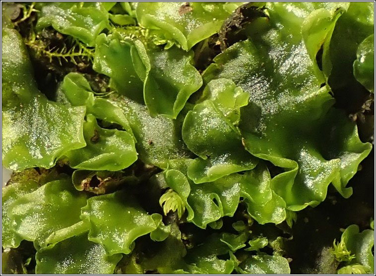 Pellia endiviifolia, Endive Pellia