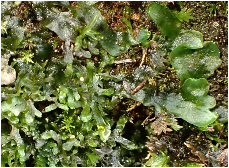 Pellia endiviifolia, Endive Pellia