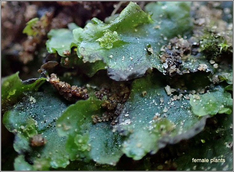 Pellia endiviifolia, Endive Pellia