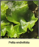 Pellia endiviifolia, Endive Pellia