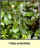 Pellia endiviifolia, Endive Pellia