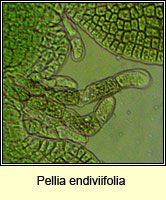 Pellia endiviifolia, Endive Pellia