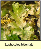 Lophocolea bidentata, Bifid Crestwort