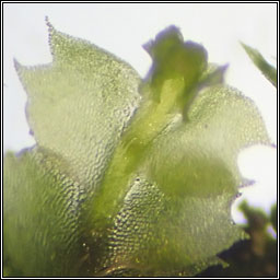 Lophocolea bidentata, Bifid Crestwort