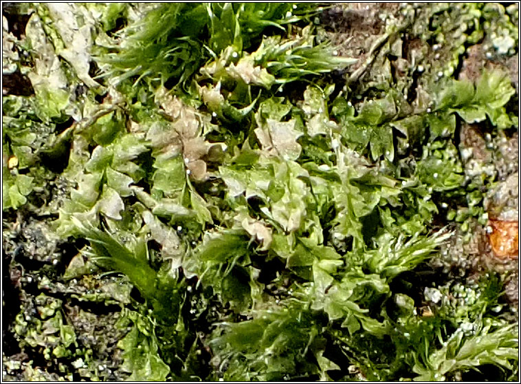 Lophocolea bidentata, Bifid Crestwort