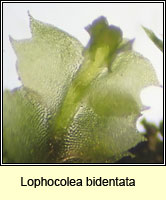 Lophocolea bidentata, Bifid Crestwort