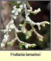 Frullania tamarisci, Tamarisk Scalewort