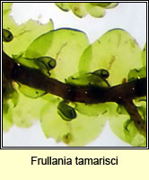 Frullania tamarisci, Tamarisk Scalewort