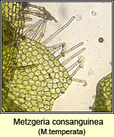 Metzgeria consanguinea, Whiskered Veilwort