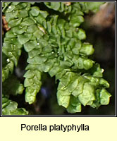 Porella platyphylla, Wall Scalewort