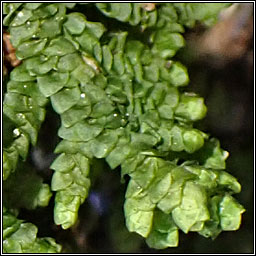 Porella platyphylla, Wall Scalewort