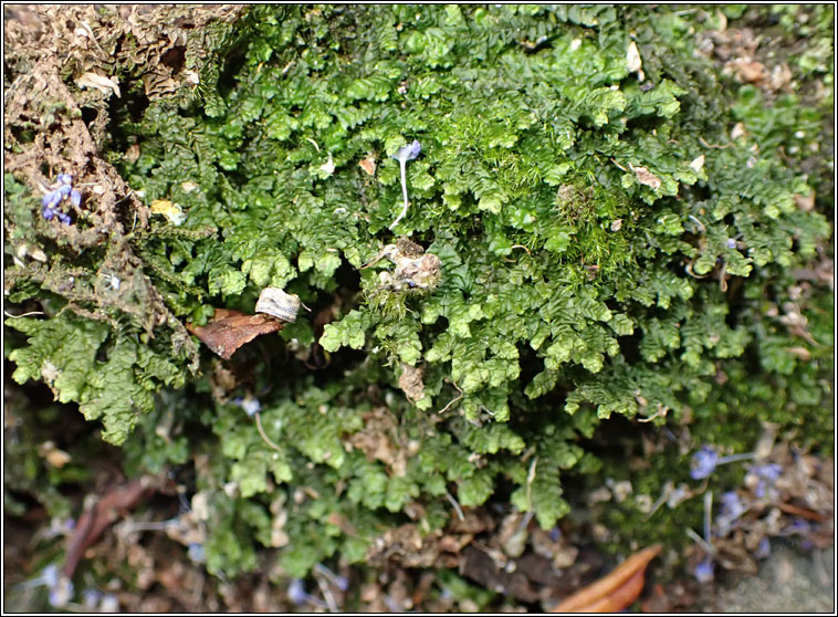 Porella platyphylla, Wall Scalewort