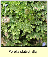 Porella platyphylla, Wall Scalewort