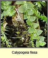 Calypogeia fissa, Common Pouchwort