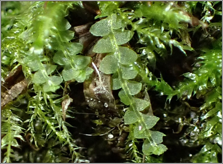 Calypogeia fissa, Common Pouchwort