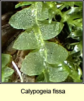 Calypogeia fissa, Common Pouchwort