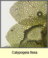 Calypogeia fissa, Common Pouchwort