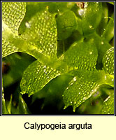 Calypogeia arguta, Notched Pouchwort