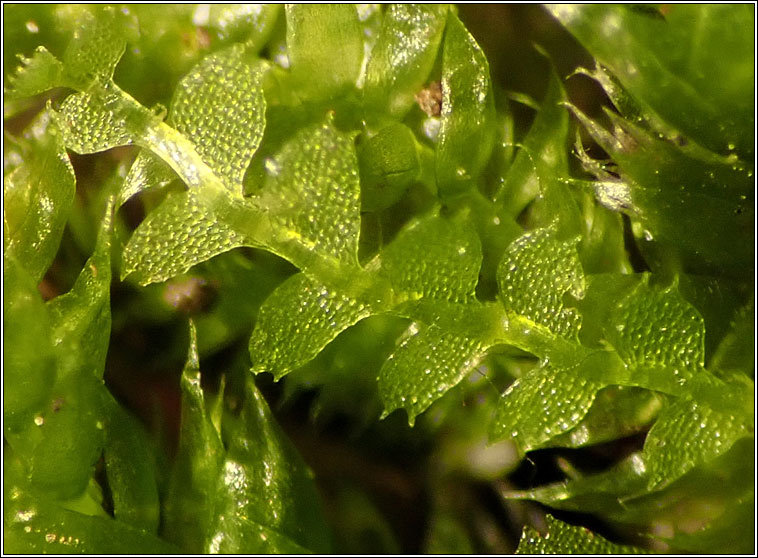 Calypogeia arguta, Notched Pouchwort