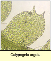 Calypogeia arguta, Notched Pouchwort