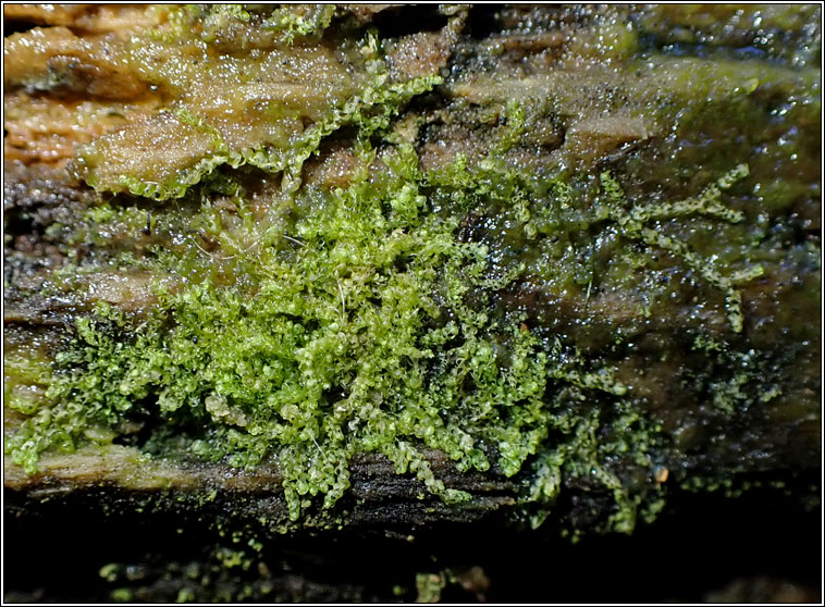 Nowellia curvifolia, Cephalozia curvifolia, Rustwort