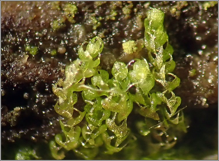 Nowellia curvifolia, Cephalozia curvifolia, Rustwort