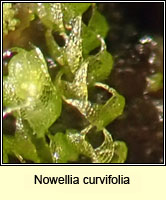 Nowellia curvifolia (Cephalozia curvifolia), Rustwort