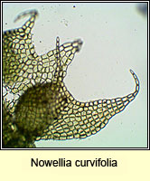 Nowellia curvifolia (Cephalozia curvifolia), Rustwort