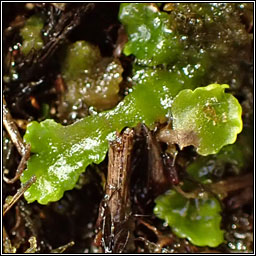 Aneura pinguis, Greasewort