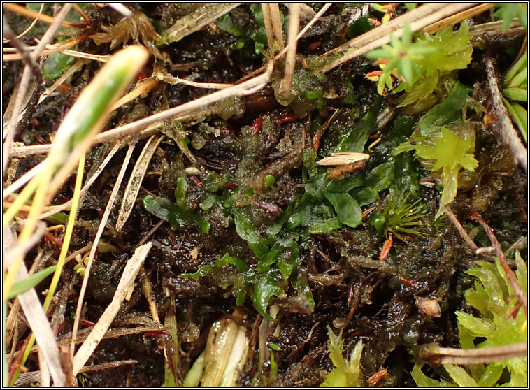 Aneura pinguis, Greasewort