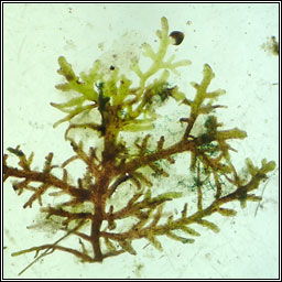 Riccardia multifida, Delicate Germanderwort