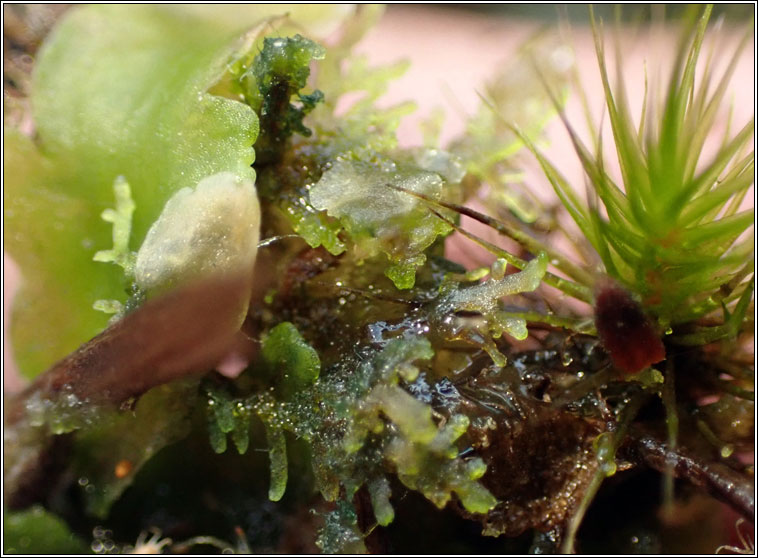 Riccardia multifida, Delicate Germanderwort