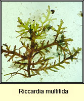 Riccardia multifida, Delicate Germanderwort