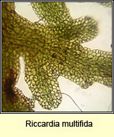 Riccardia multifida, Delicate Germanderwort