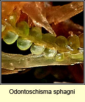 Odontoschisma sphagni, Bog-moss Flapwort