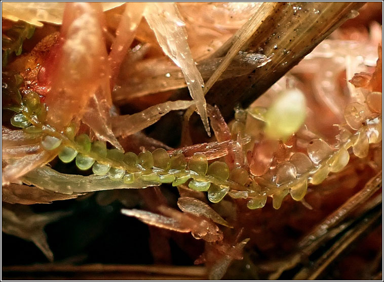 Odontoschisma sphagni, Bog-moss Flapwort