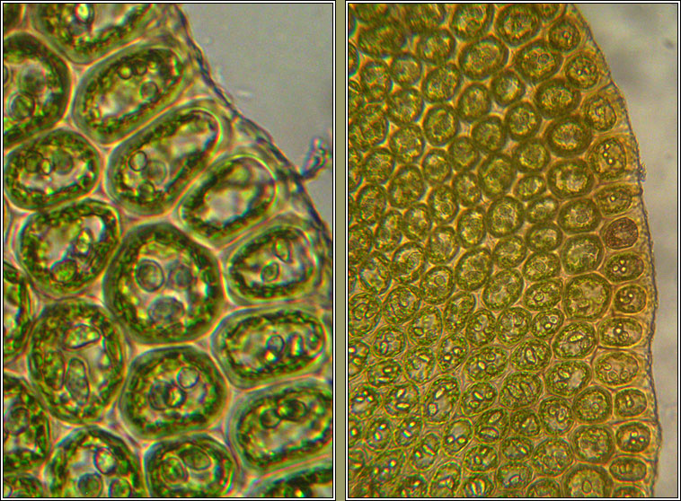 Odontoschisma sphagni, Bog-moss Flapwort